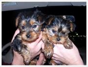  Yorkie Puppy For The Best Home