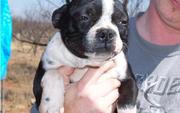  Boston Terrier Puppies For Sale  now
