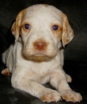 Children playmate Brittany Puppies For Sale
