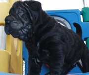 What a nice looking Chinese Shar-Pei Puppies For Sale
