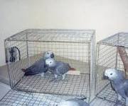 home train African grey Parrots