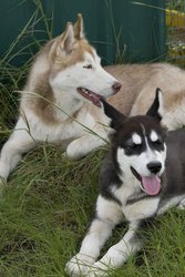 husky and malamute for sale