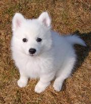 cute japanese spitz puppy for sale to pet lovers