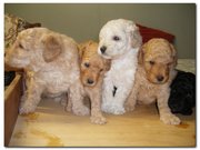  POODLE PUPPIES - PURE BRED