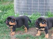 Vet Check Rottweiler Puppies For Re Homing.