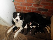 PURE BREED BORDER COLLIE PUPS,  GOING CHEAP COME PICK ONE OUT TODAY