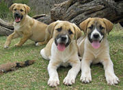 lovely great pyranese puppies for sale 