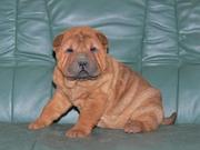 Chinese Shar Pei Puppies For Sale
