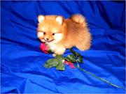 Toy Pomeranian puppies ready now to good homes 