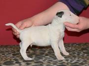 OUR Bull Terrier IS TO GOOD HOME