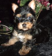 AKC male and female babys for sale
