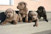  Upcoming Litters of Silver Labs 