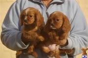  two king  charles    spaniel ready for adoption