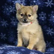 Pomeranian Mix Puppies for Sale