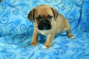 Friendly & lovable Puggle puppieslove