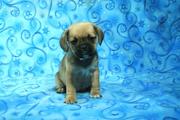 Strong and healthy puggle puppies