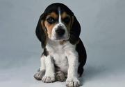 Tam , Tam Beagle Puppies for Sale.