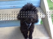 Purebred Black Toy Poodle