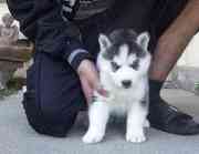 House Trained Siberian Husky Puppies Ready For Sale