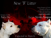 Dogo argentino champion sired puppies for sale
