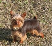 lovely  chocolate yorkie for adoption
