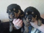 TRADITIONAL ROTTWEILER PUPPYS 3 BOYS AND 2 GIRLS LEFT READY 10/04/12