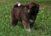 Healthy Akita Puppies For sale