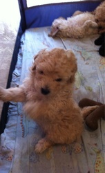 PureBred toy poodle puppies -cheapest price!.