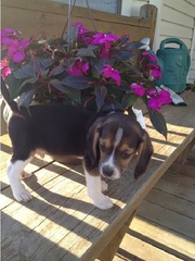 Affectionate Beagle puppies for great families