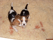  beagle tri colour,  Both,  0-8weeks
