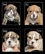Australian Bulldog Puppies For Sale