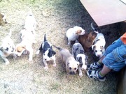 Dane X Mastif X  puppies for sale