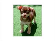  Beautiful well bred chocolate & cream smooth coat Chihuahua boy puppy