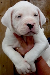 Excellent Dogo Argentino puppies for sale