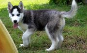 Healthy Well Trained Male and Female siberin husky puppies 