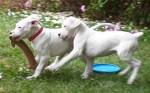 Dogo Argentino puppies ready for new home 