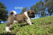 SPIKE is a very big beautiful boy  Akita Puppies For Sale