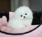 Adorable Tiny Pomeranian Puppies For Sale