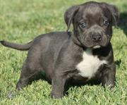 American Pit Bull Puppies Ready 