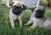 Pug puppies just in time for christmas