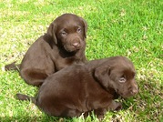 Chocolate labrador puppies for sale in Toowoomba