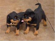 Quality Rottweiler puppies for adoption
