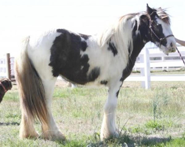 Sweet Gypsy Vanner Horse Ready to Go Now!!!