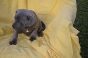 PURE BRED BLUE FAWN ENGLISH STAFFY PUPS.