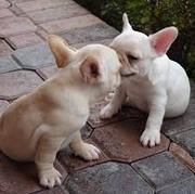 French Bulldog puppies for sale intelligent,  sensitive