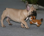 3 available french bulldog puppies