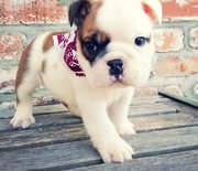 cute English Bulldog Puppies For Sale