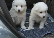 male and female Samoyed Puppies For Sale well train