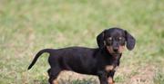 Miniature Dachshund Puppies for Sale