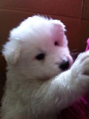 Gorgeous Male and Female Samoyed Puppies Available..